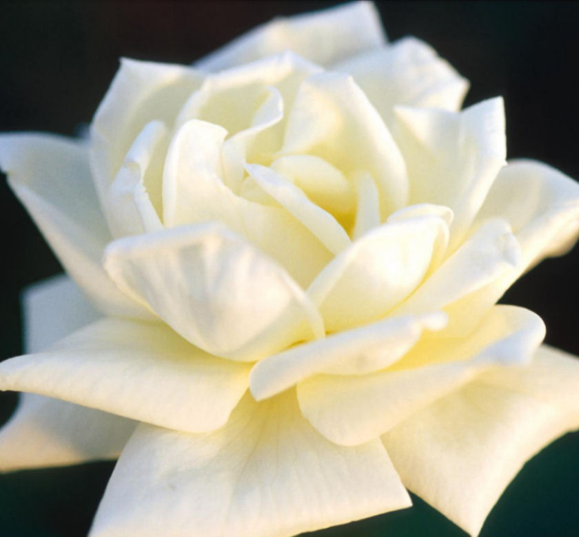 President John F. Kennedy, head-and-shoulders portrait, facing front www.loc.govJFK Rose | J F Kennedy Rose | Zloizloi | Flickr
www.flickr.comオープニング Kennedy Kochi-ot.main.jp
kochi-ot.main.jpJohn F. Kennedy » Presidential Leadership
presidentialleadershipbook.comkennedy john jfk 1963 presidents president fitzgerald 1960 blown away years history full miller legacy fall forums center 1957 google
Top 999+ John F Kennedy Wallpaper Full HD, 4K Free To Use
neu-edutop.edu.vnJohn F. Kennedy | Wall-art.dk
www.wall-art.dkJohn F. Kennedy Rose | Natorp’s Online Plant Store
![John F. Kennedy Rose | Natorp’s Online Plant Store
